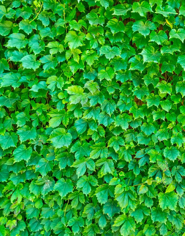 Extrait de Lierre tunisia gel GEL RÉDUCTEUR DE CELLULITE