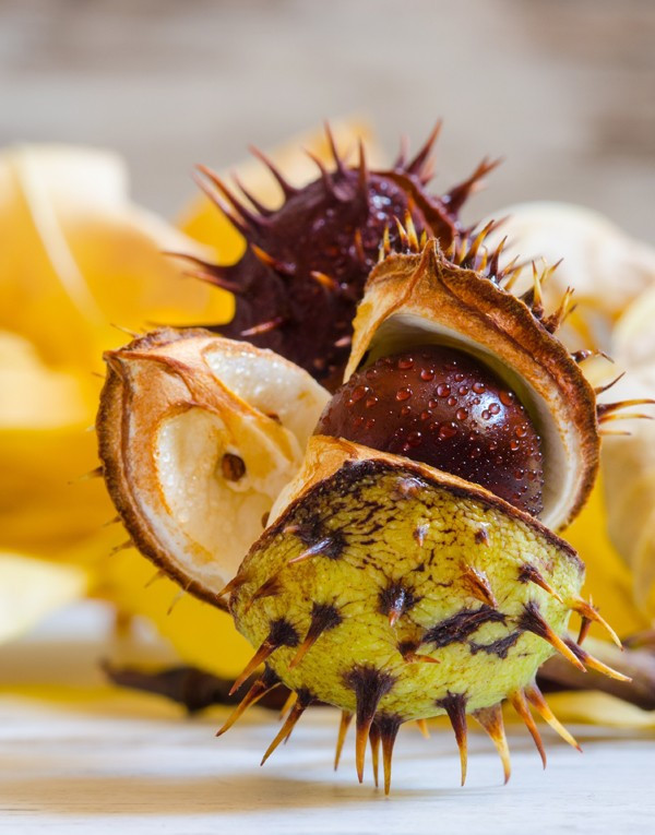 Extrait de graine de marronnier d’Inde tunisia gel du corps GEL RÉDUCTEUR DE CELLULITE