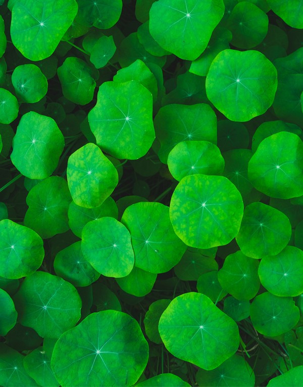 GEL RÉDUCTEUR DE CELLULITE TUNISIA GEL RÉDUCTEUR DE CELLULITE