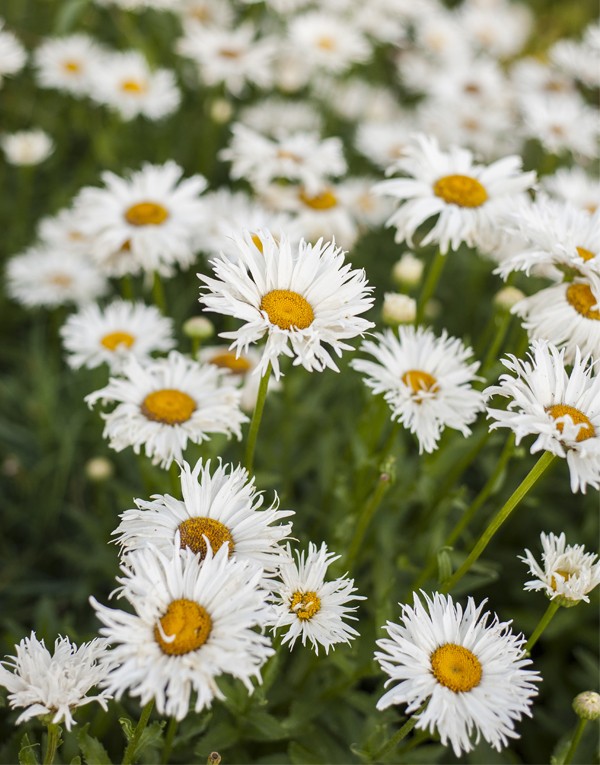 CRÈME MAINS SÈCHES, ABÎMÉES & FRAGILISÉES - 50ML