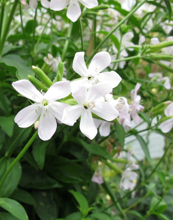 GEL DENTAIRE - 100ML