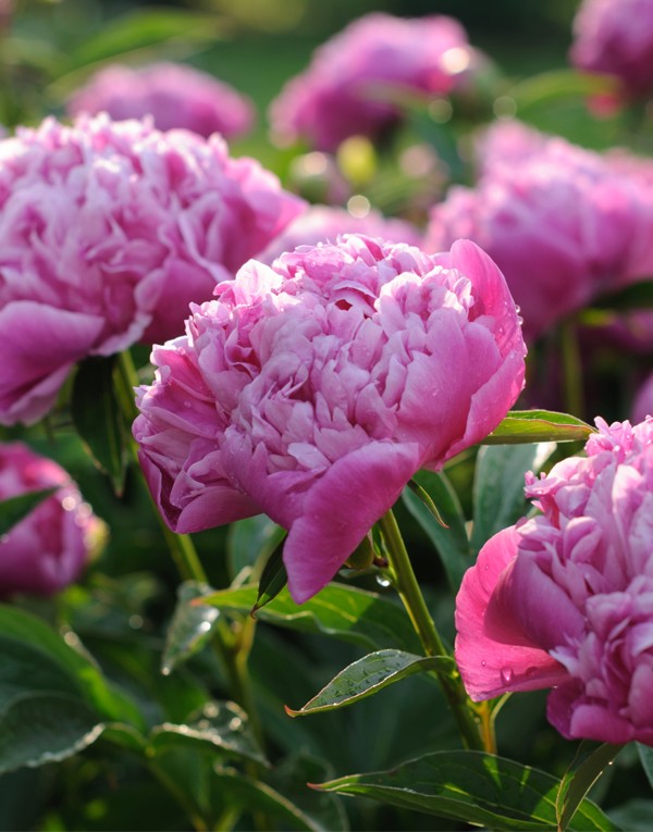 SIX CREAM TEINT CLAIR - 50ML