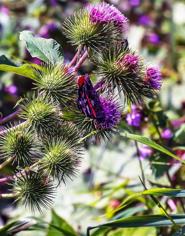 SHAMPOOING CHEVEUX GRAS - 200ML