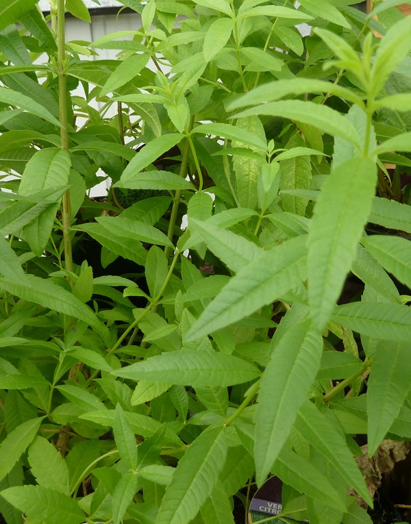 SAVON MIRACLE - 185G