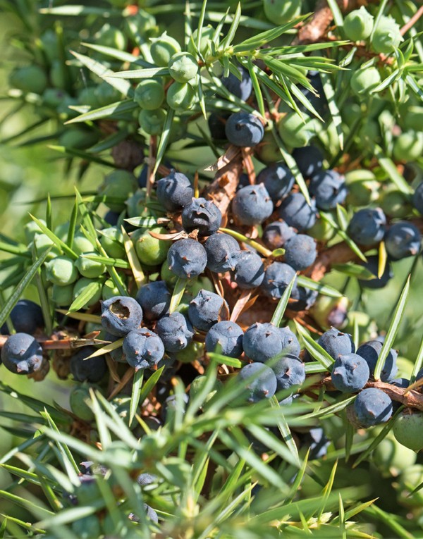 CRÈME APAISANTE - 200ML